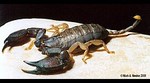 scorpion-moj-znak-zodiaku