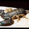scorpion : Egzodynamik - C