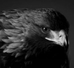 marco78-raven---eyes